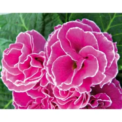 PlantiflorPrimel Topf Durchmesser 10,5 cm