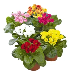 PlantiflorPrimel Topf Durchmesser 10,5 cm