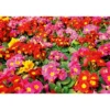 PlantiflorPrimel Topf Durchmesser 10,5 cm