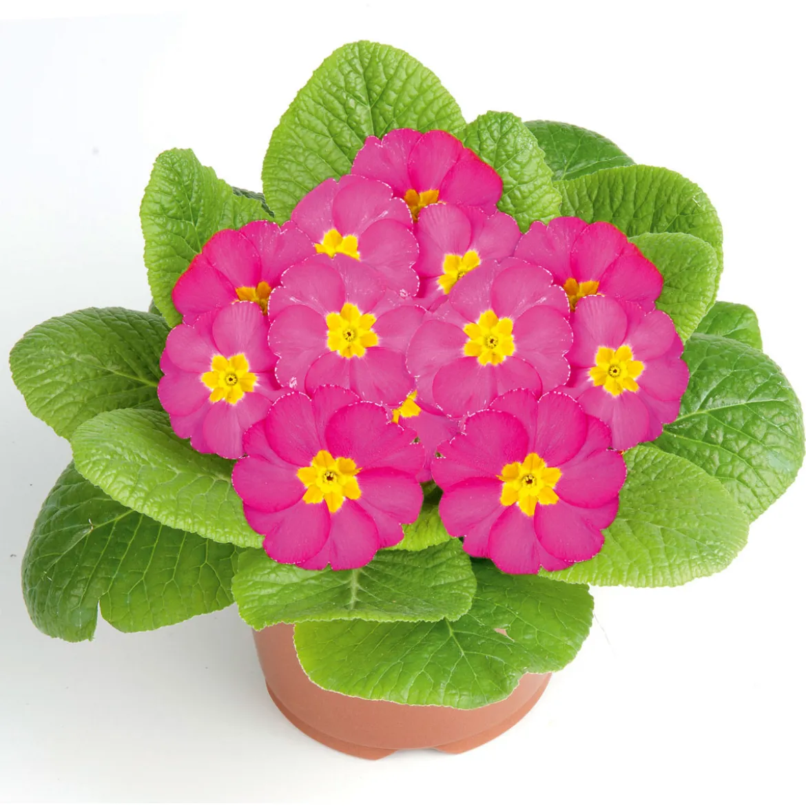 PlantiflorPrimel Topf Durchmesser 10,5 cm