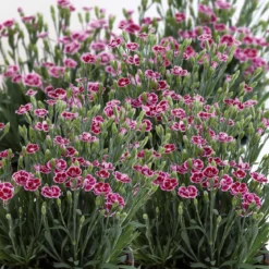 PlantiflorPrinzess-Nelke Pink Kisses Topf- Durchmesser 12 cm