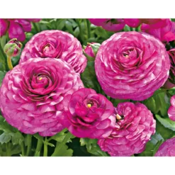 Plantiflor Ranunkel Topf Durchmesser 11 cm