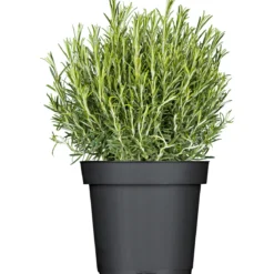 Plantiflor Rosmarin im Topf Durchmesser 14 cm