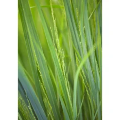 PlantiflorRuten-Hirse Topf- Durchmesser 23 cm