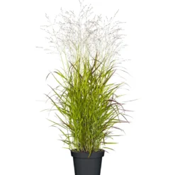 PlantiflorRuten-Hirse Topf- Durchmesser 23 cm