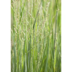 PlantiflorRuten-Hirse Topf- Durchmesser 23 cm