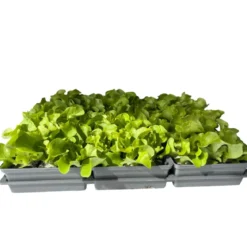 Plantiflor Salatjungpflanze Eichblatt 6er-Tray