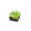 PlantiflorSalatjungpflanze Lollo Bionda 6er-Pack