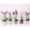 PlantiflorSchmetterlingsorchidee 3-Triebe Topf- Durchmesser 12 cm
