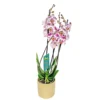 PlantiflorSchmetterlingsorchidee in Keramik Topf- Durchmesser 12 cm