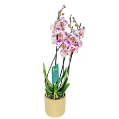 PlantiflorSchmetterlingsorchidee in Keramik Topf- Durchmesser 12 cm