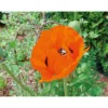 PlantiflorStaude P19 verschiedene Sorten