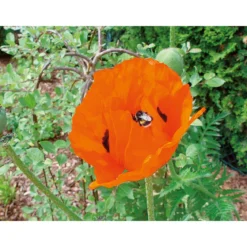 PlantiflorStaude P19 verschiedene Sorten