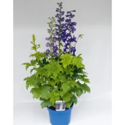 PlantiflorStaude P19 verschiedene Sorten