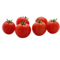 Plantiflor Veredelte Salattomate Topf Durchmesser 12 cm