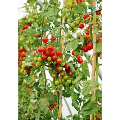 Plantiflor Veredelte Salattomate Topf Durchmesser 12 cm