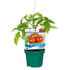 Plantiflor Veredelte Salattomate Topf Durchmesser 12 cm