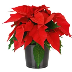 PlantiflorWeihnachtsstern Euphorbia pulcherrima Midi