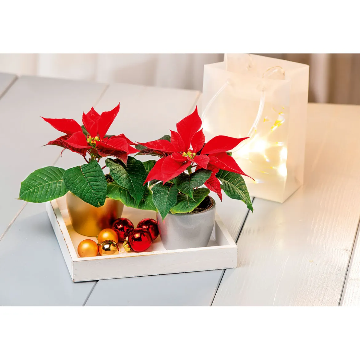 PlantiflorWeihnachtsstern Mini