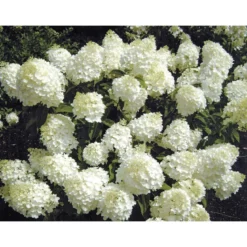 Rispenhortensie Living Creations Topf- Durchmesser 23 cm