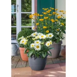 Scheurich Blumentopf Country Star 35 270 35 cm Terrakotta
